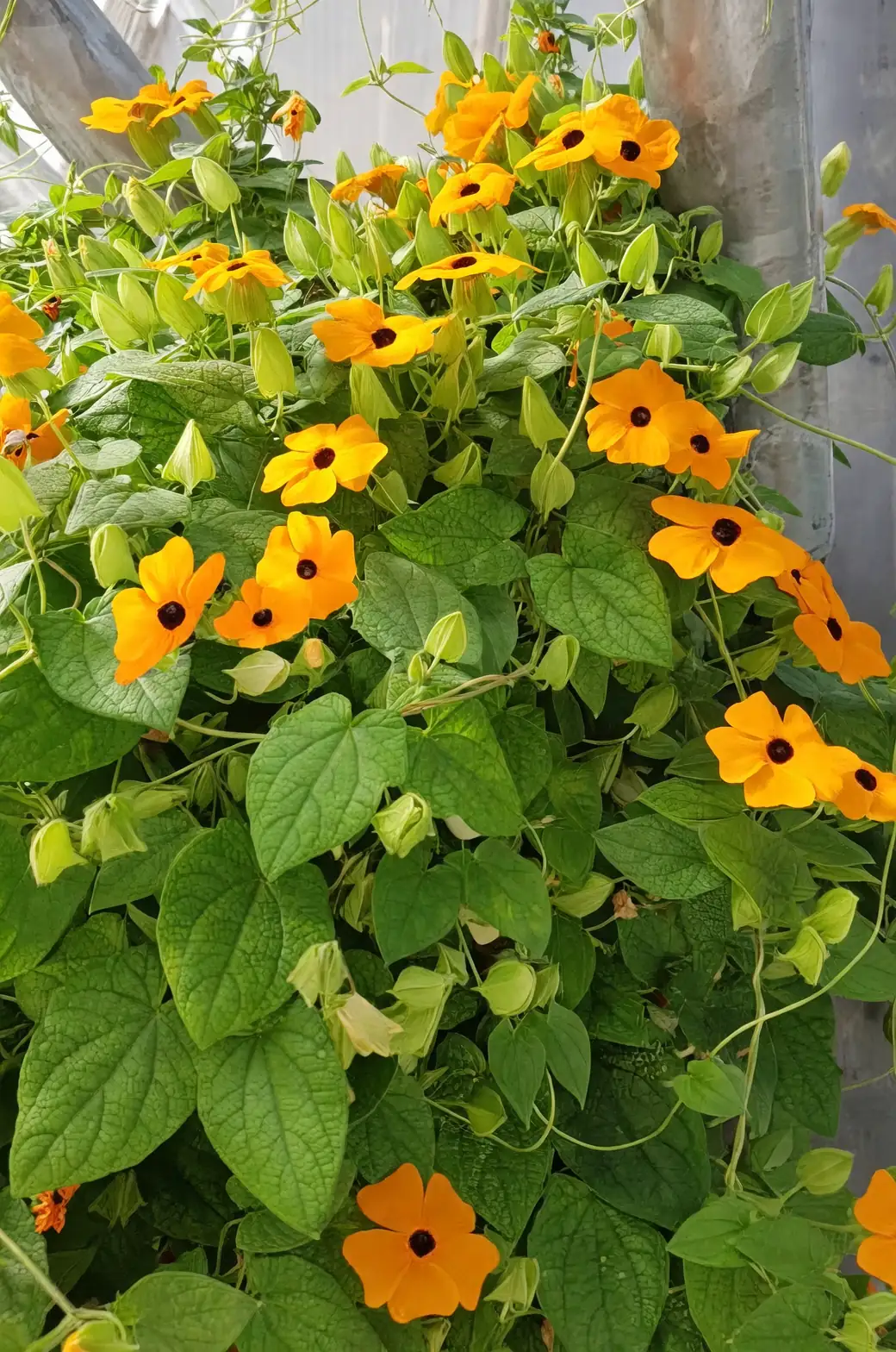 Vertical Gardens Made Easy: Using Black-eyed Susan Vine for Instant Color