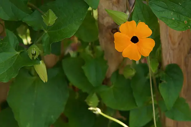 thunbergia alata flowers close-up