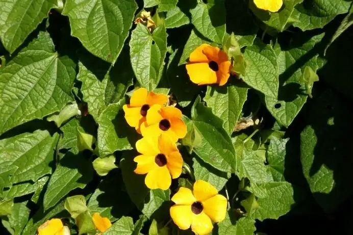 thunbergia alata in full bloom