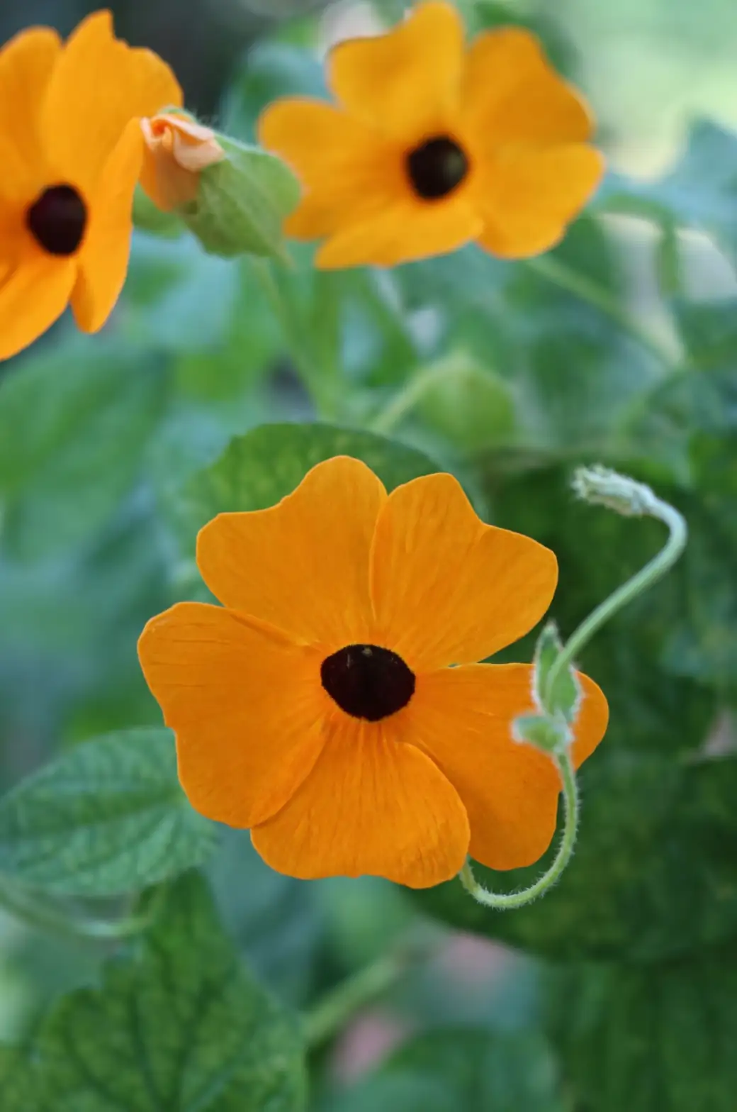 Propagation Masterclass: Growing Your Own Thunbergia alata from Seeds and Cuttings