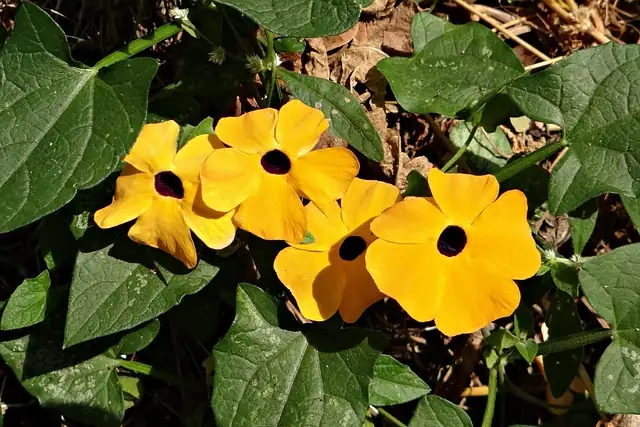 Thunbergia alata seeds soaking