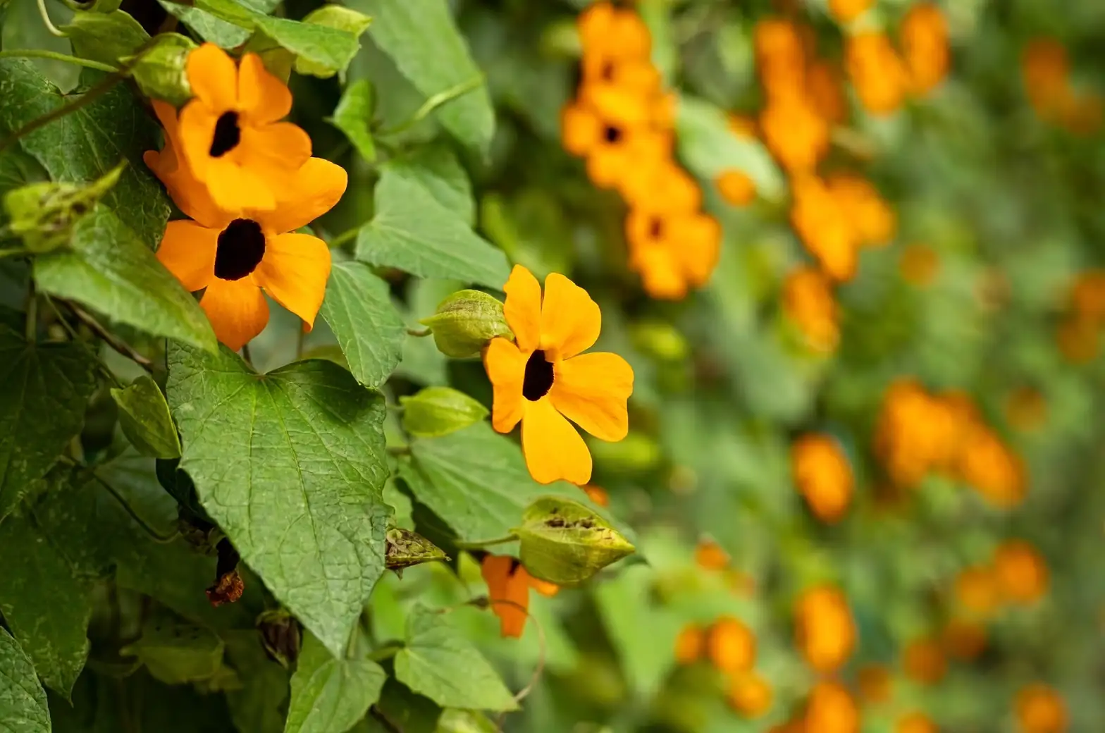 Thunbergia alata on trellis
