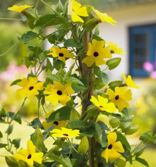 Nasturtiums near Black-eyed Susan Vine