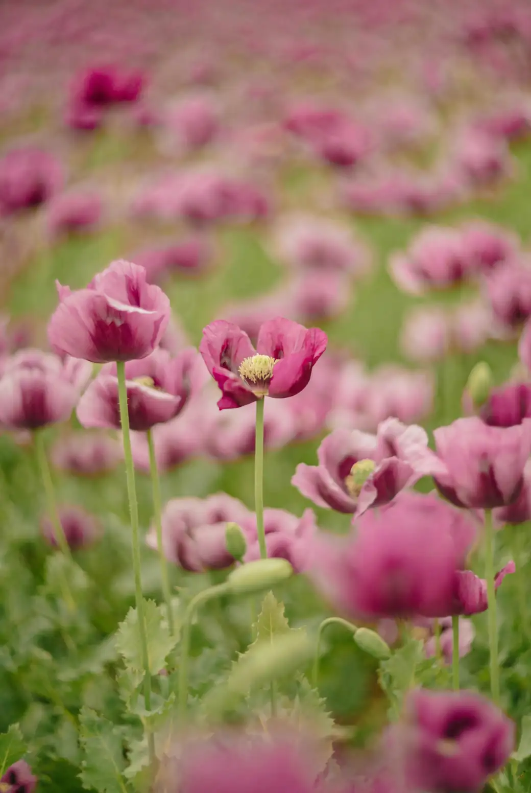 Mastering Opium Poppy Care: Essential Tips for Thriving Blooms