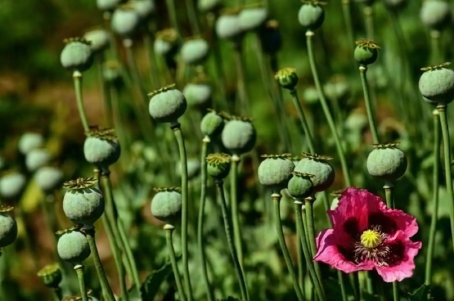 opium poppy seed sowing