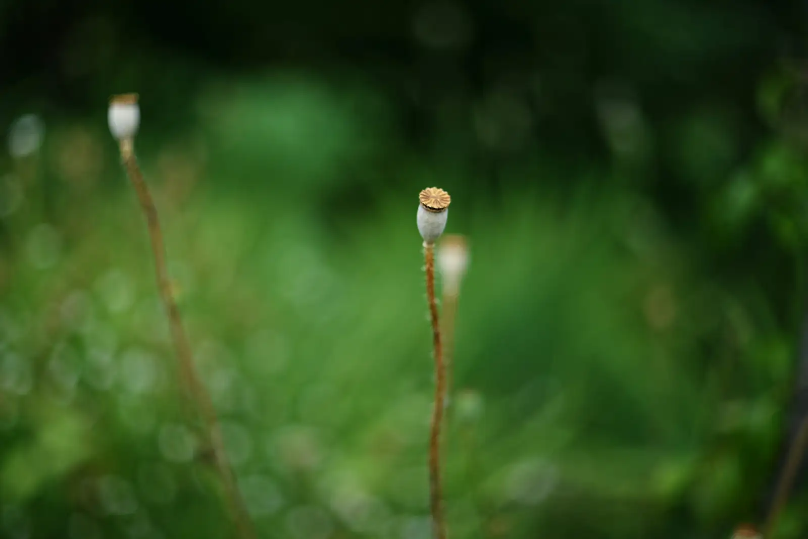 opium poppy seed pods