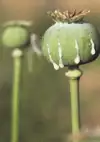 opium poppy latex extraction