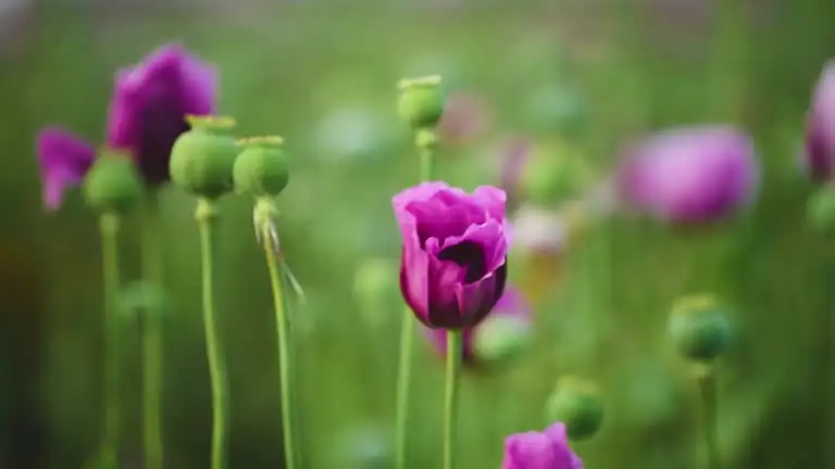 opium poppy cultivation garden