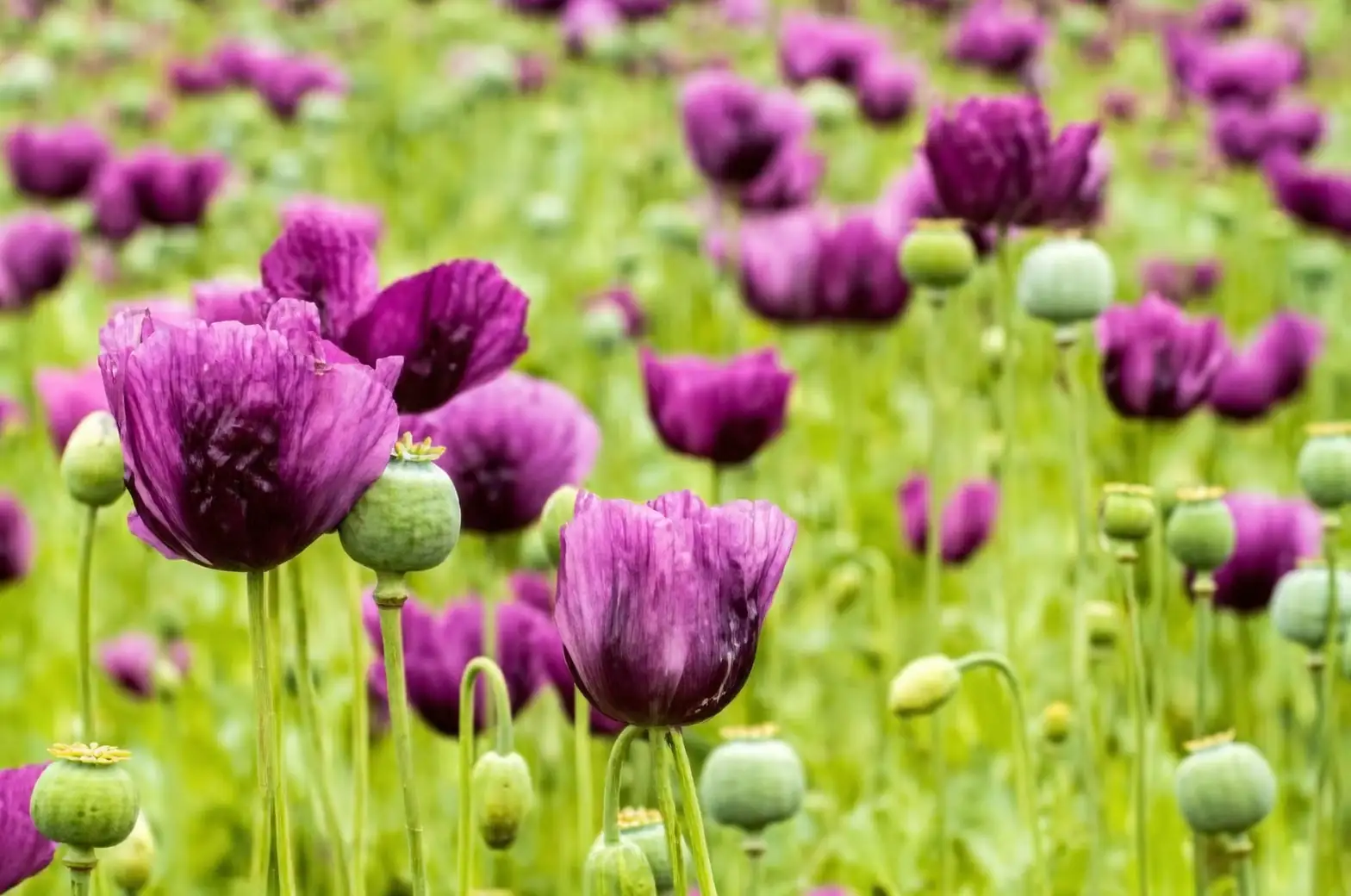 Oddities of Opium Poppies: Surprising Facts You Didn’t Know