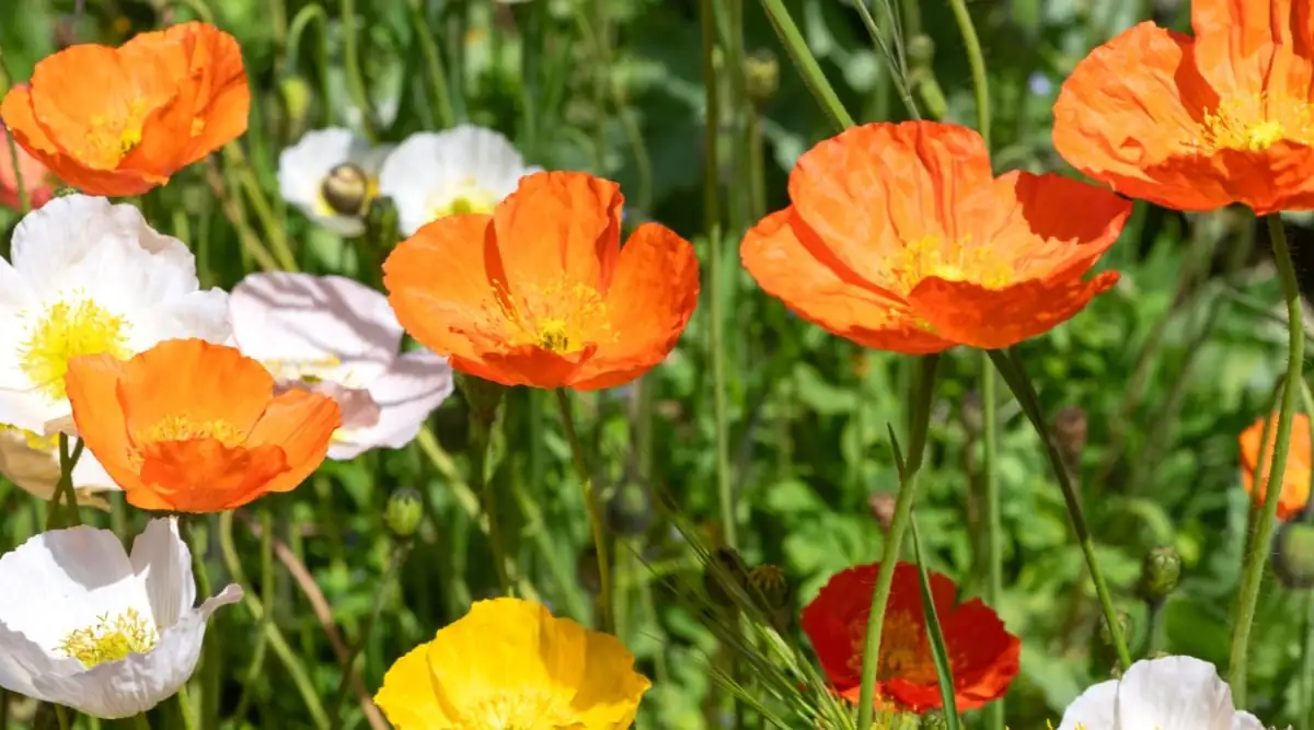 Iceland poppy garden variety