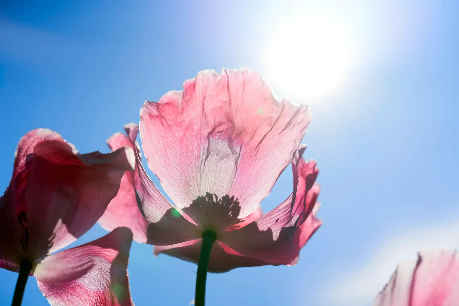 Poppies of Remembrance: Unraveling the Symbolism of the Opium Poppy