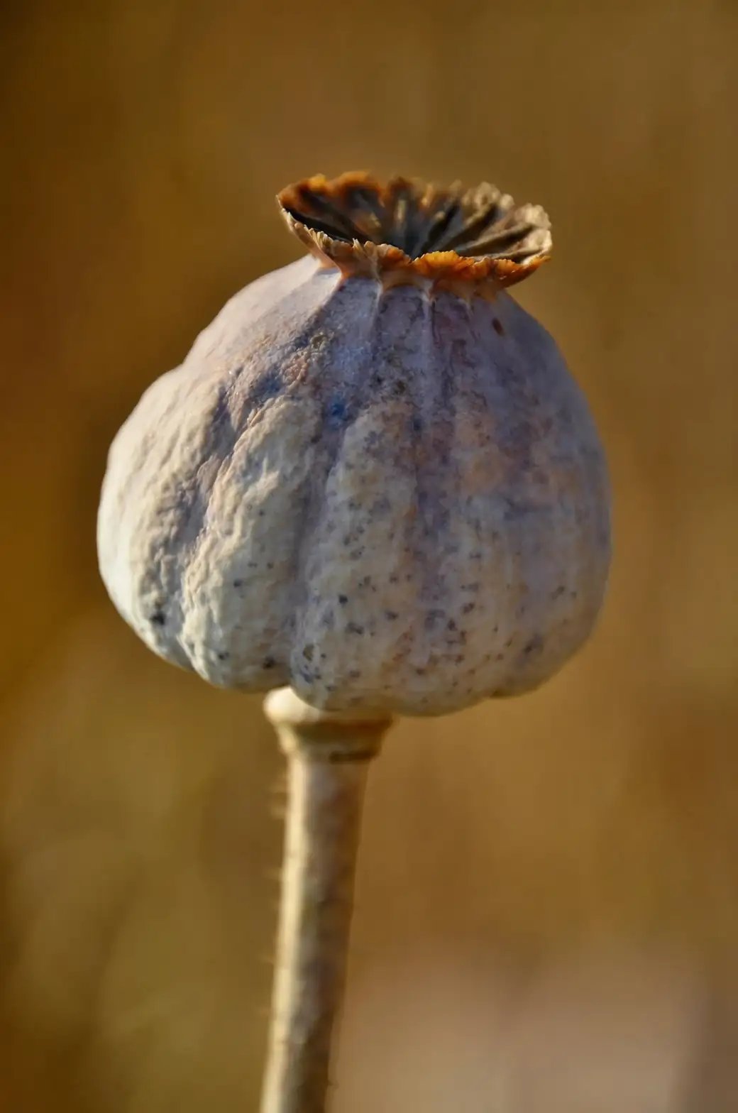 ancient opium poppy artifacts