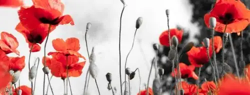 red poppies in Flanders fields