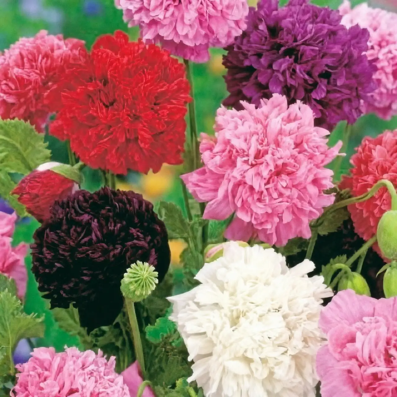 opium poppy garden variety
