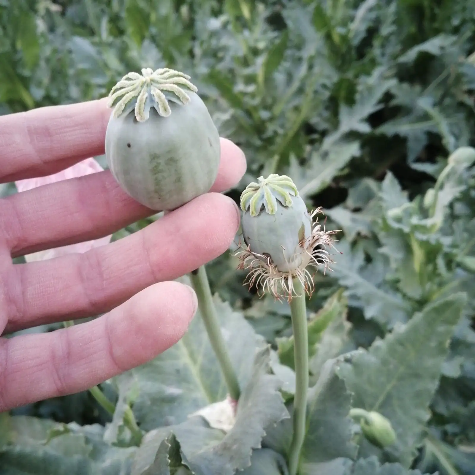 opium poppy sunlight exposure
