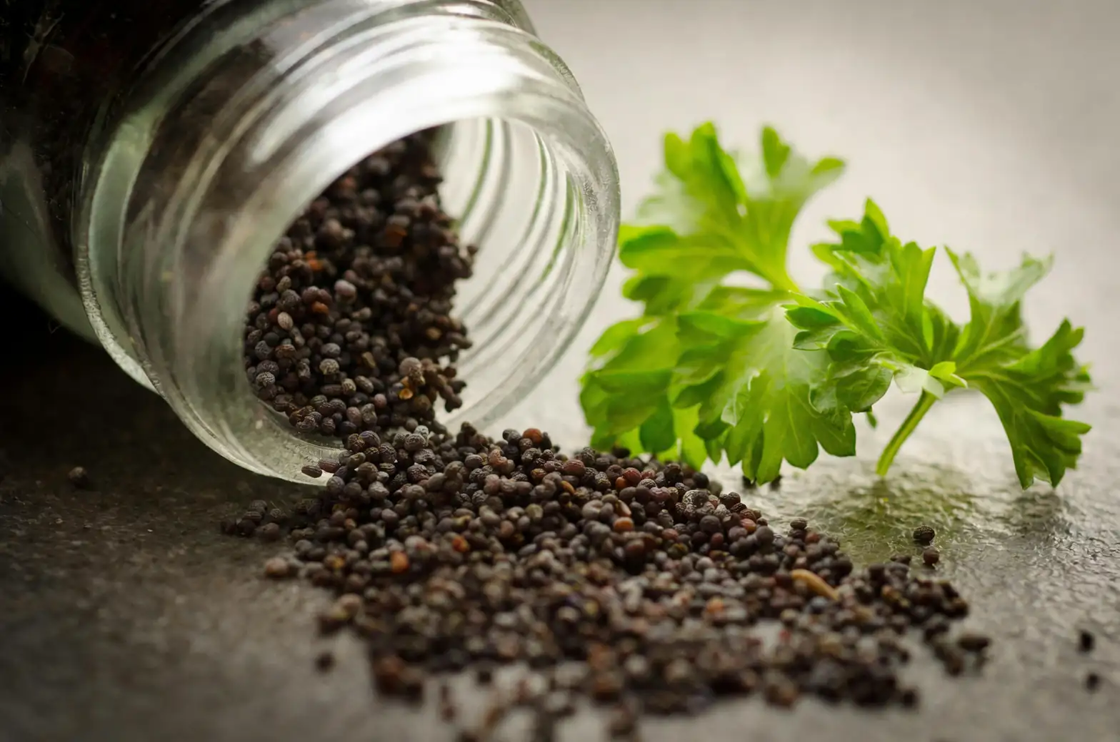 sowing opium poppy seeds