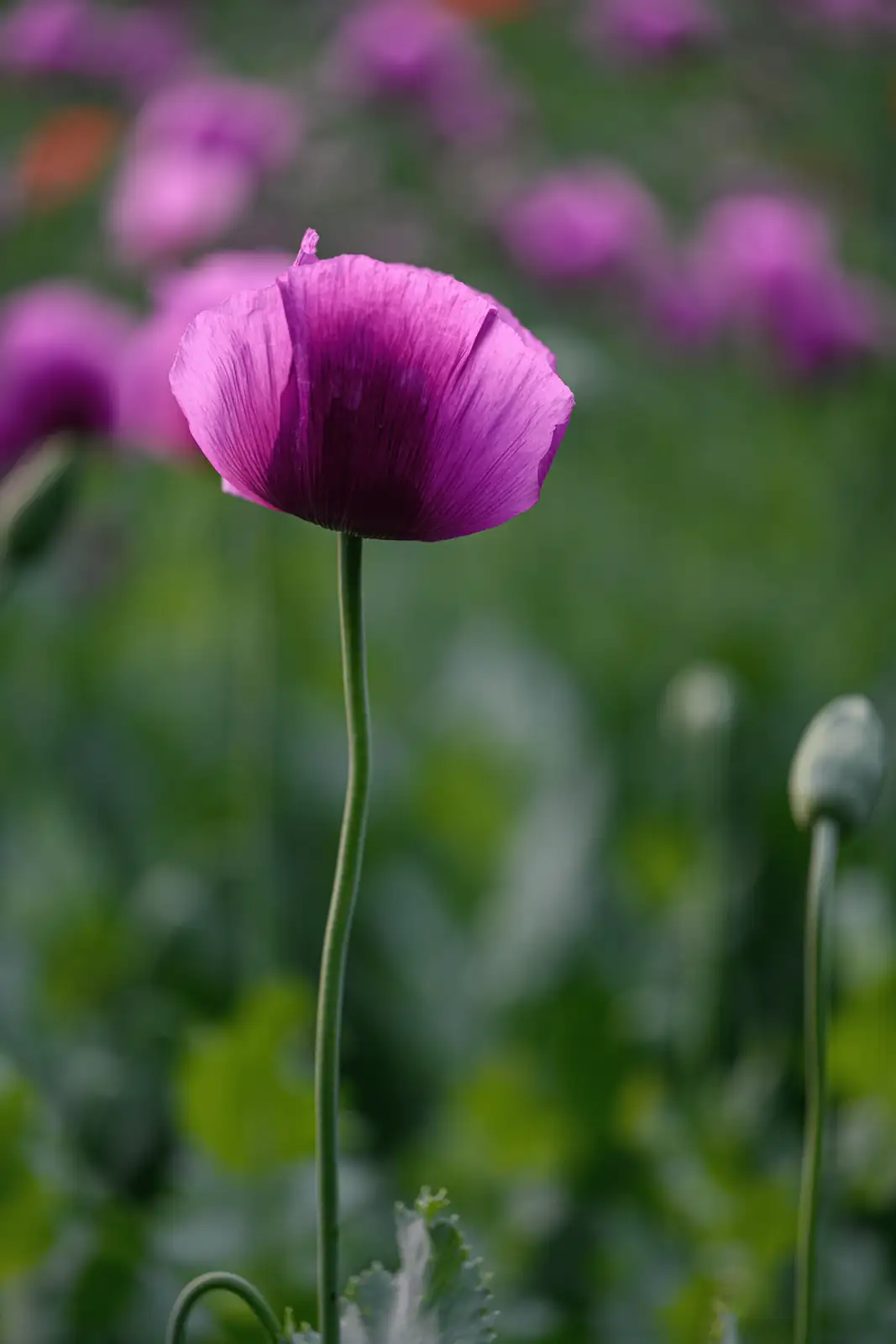 opium poppy close-up bloom