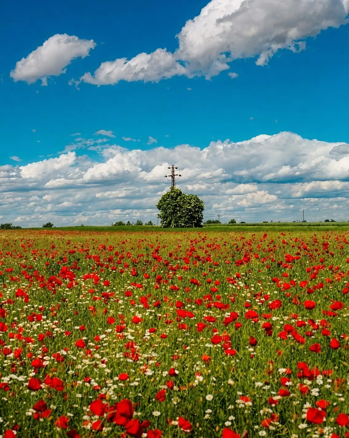 opium poppy wildflower meadow