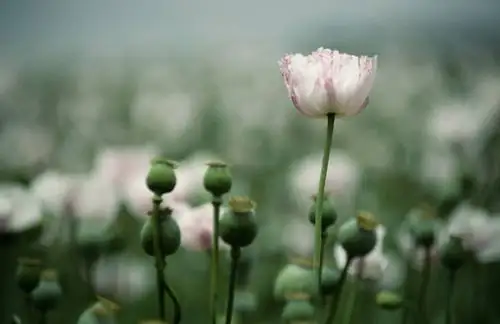 Culinary and Beyond: The Many Uses of Opium Poppy Seeds