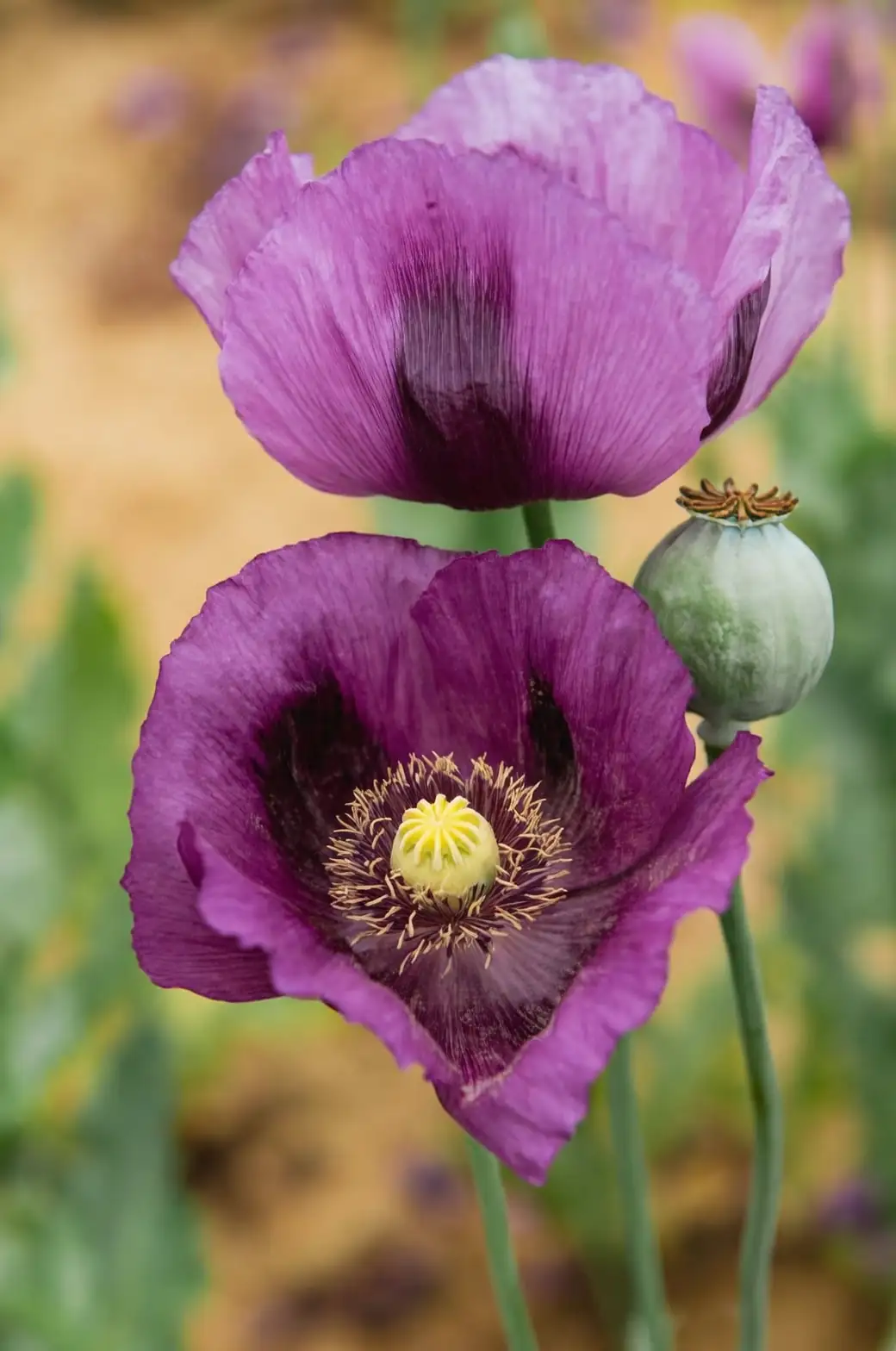 opium poppy plant in garden