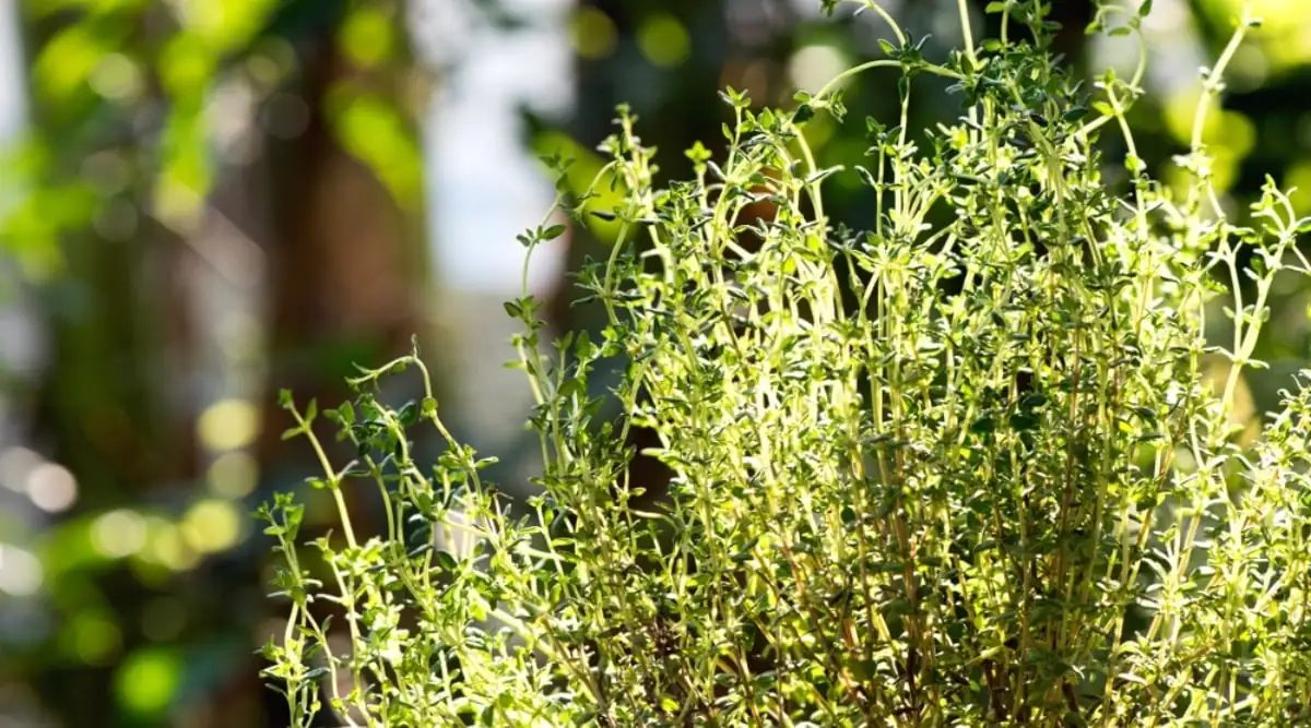thyme in sunlight garden