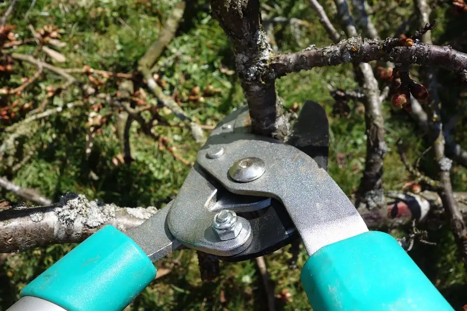 pruning thyme garden shears