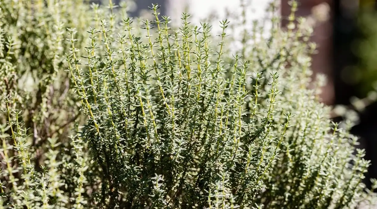 thyme plant in full sun