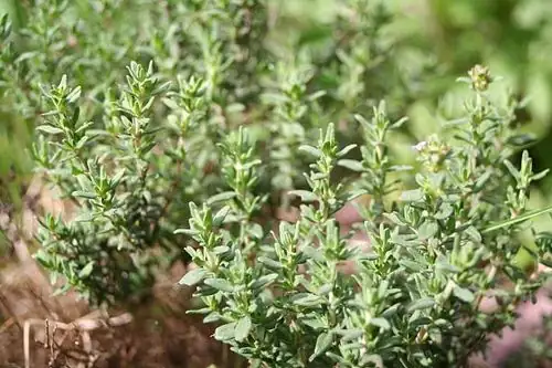 Unexpected Thyme: Quirky Facts That Will Surprise You