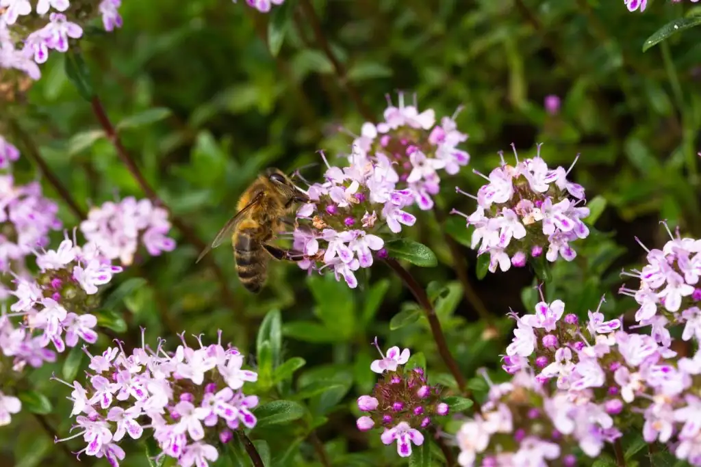 bees on thyme flowers