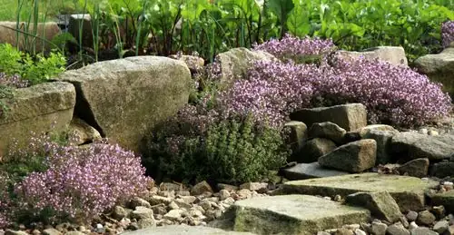 thyme in a rock garden