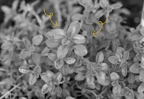 thyme in French political history