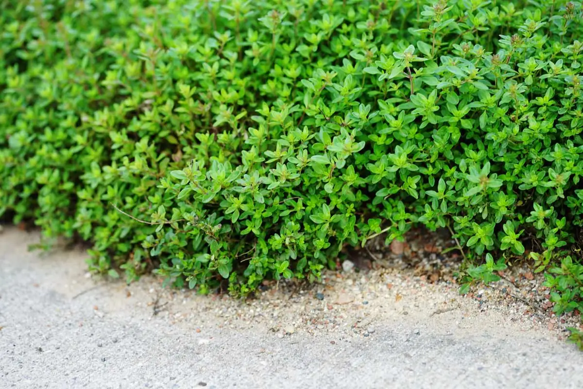 Thyme for Design: Using this Aromatic Herb in Your Home and Garden