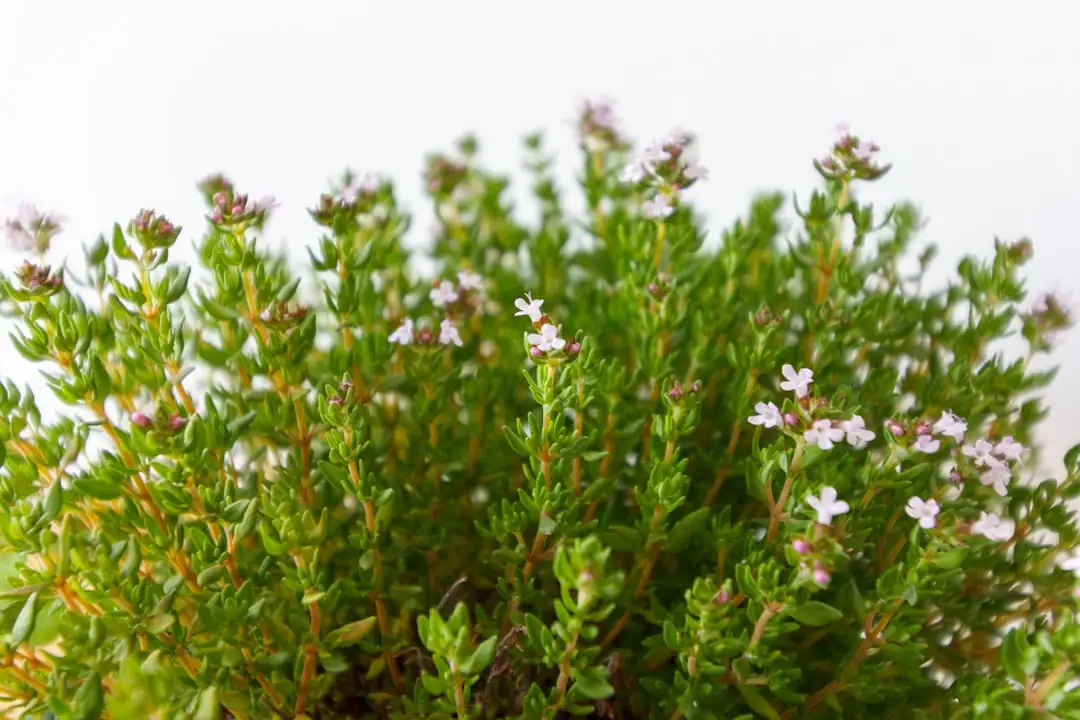 thyme garden pathway edging