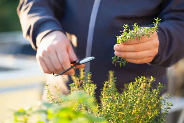 harvesting thyme in garden