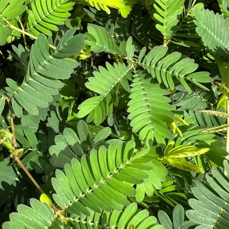 mimosa pudica on sunny windowsill