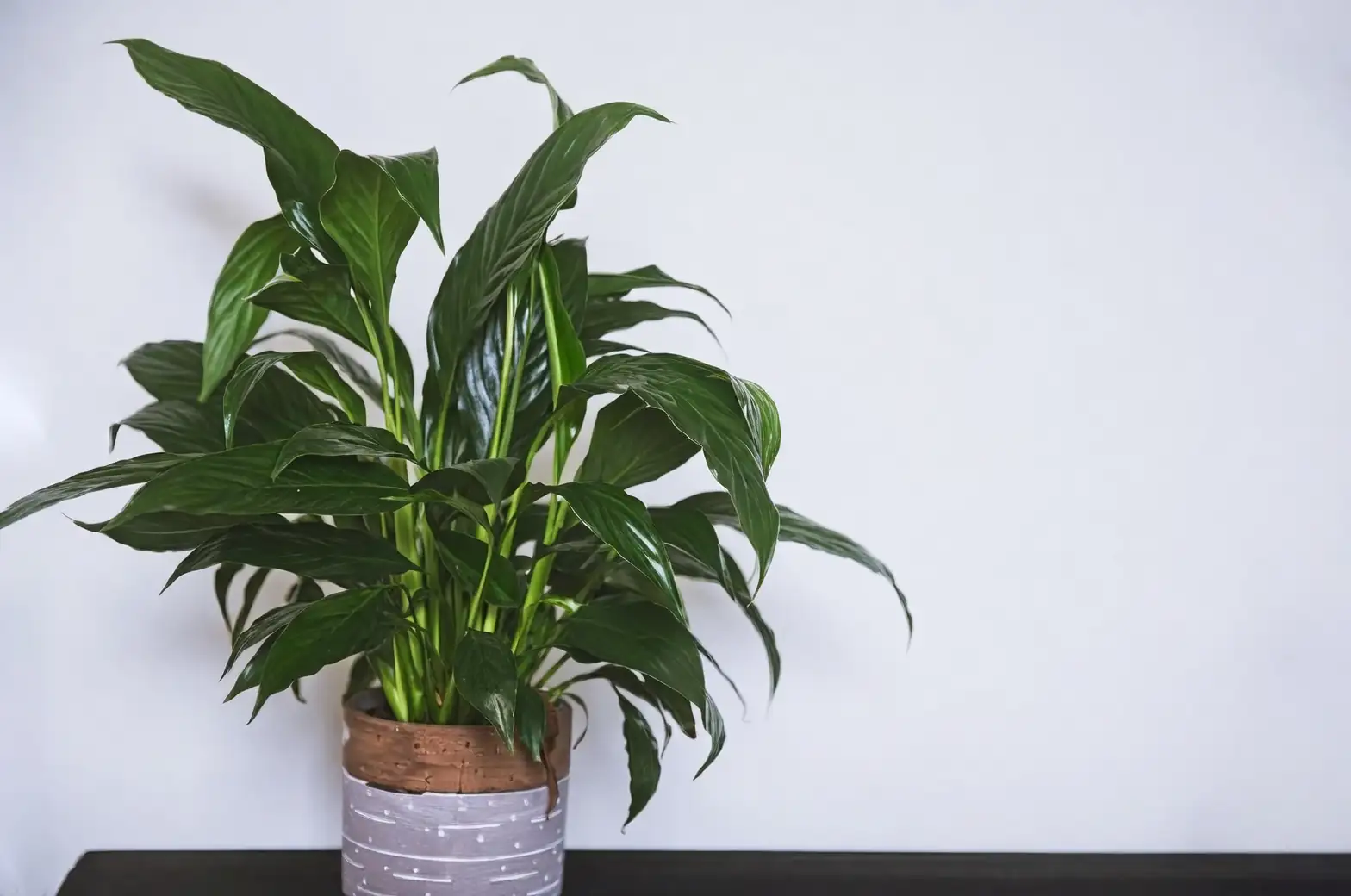 Mastering the Art of Peace Lily Care: Watering and Light Tips You Need to Know