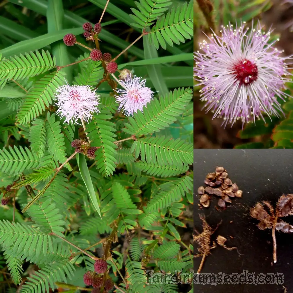 mimosa pudica seed germination