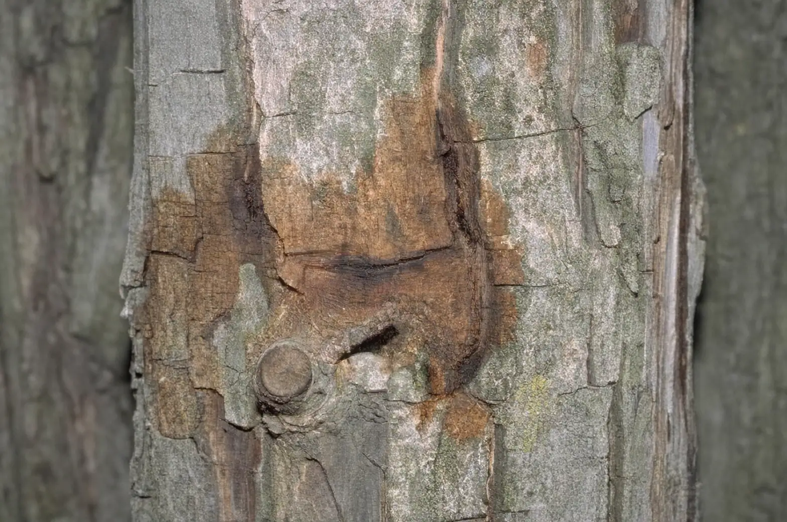 carpenterworm damage on tree trunk