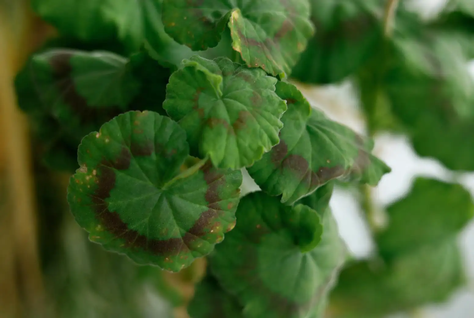 powdery mildew on plant leaves