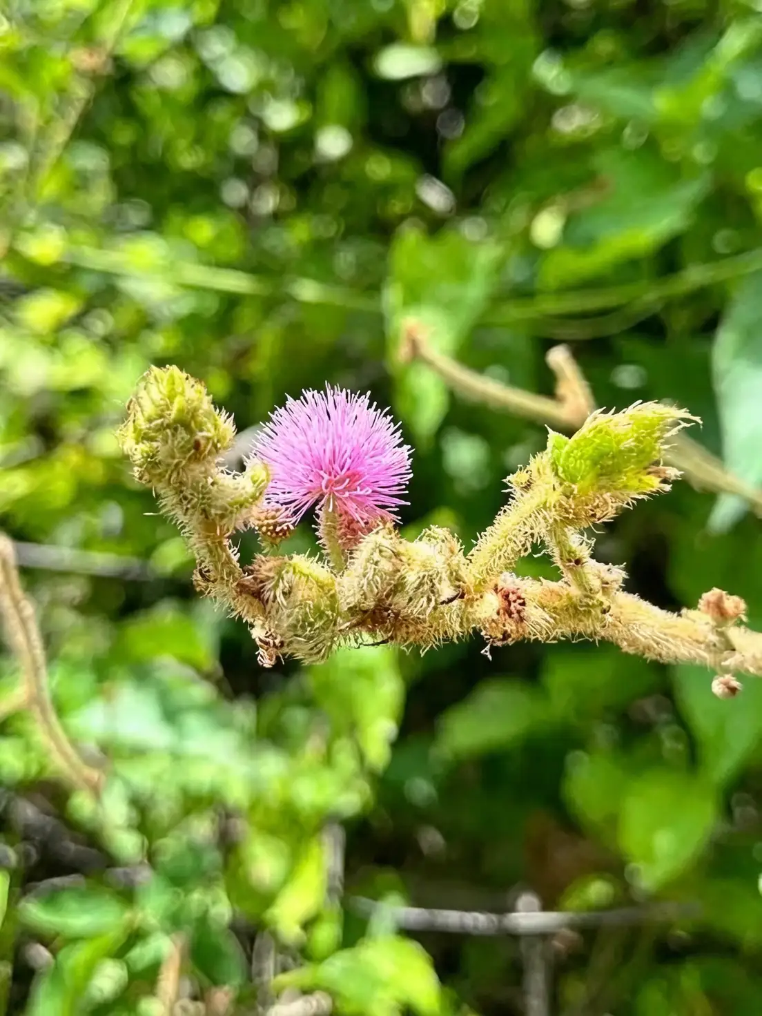 From Brazil to Your Backyard: The Fascinating Journey of Mimosa pudica