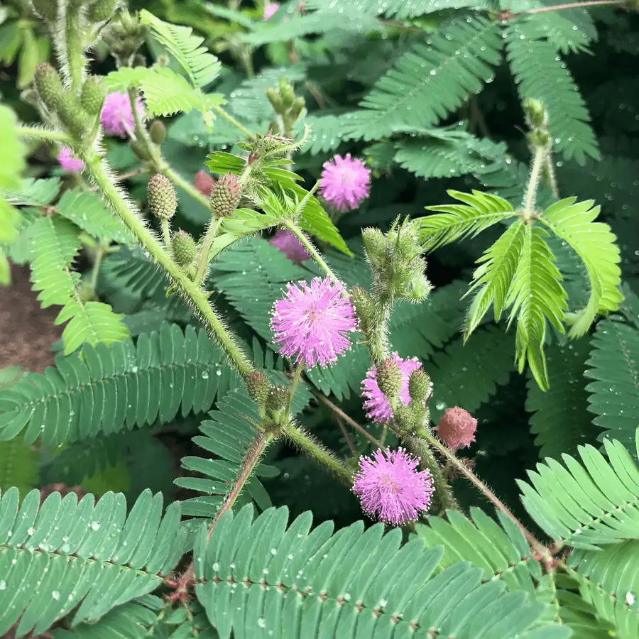 Mimosa pudica in European botanical garden