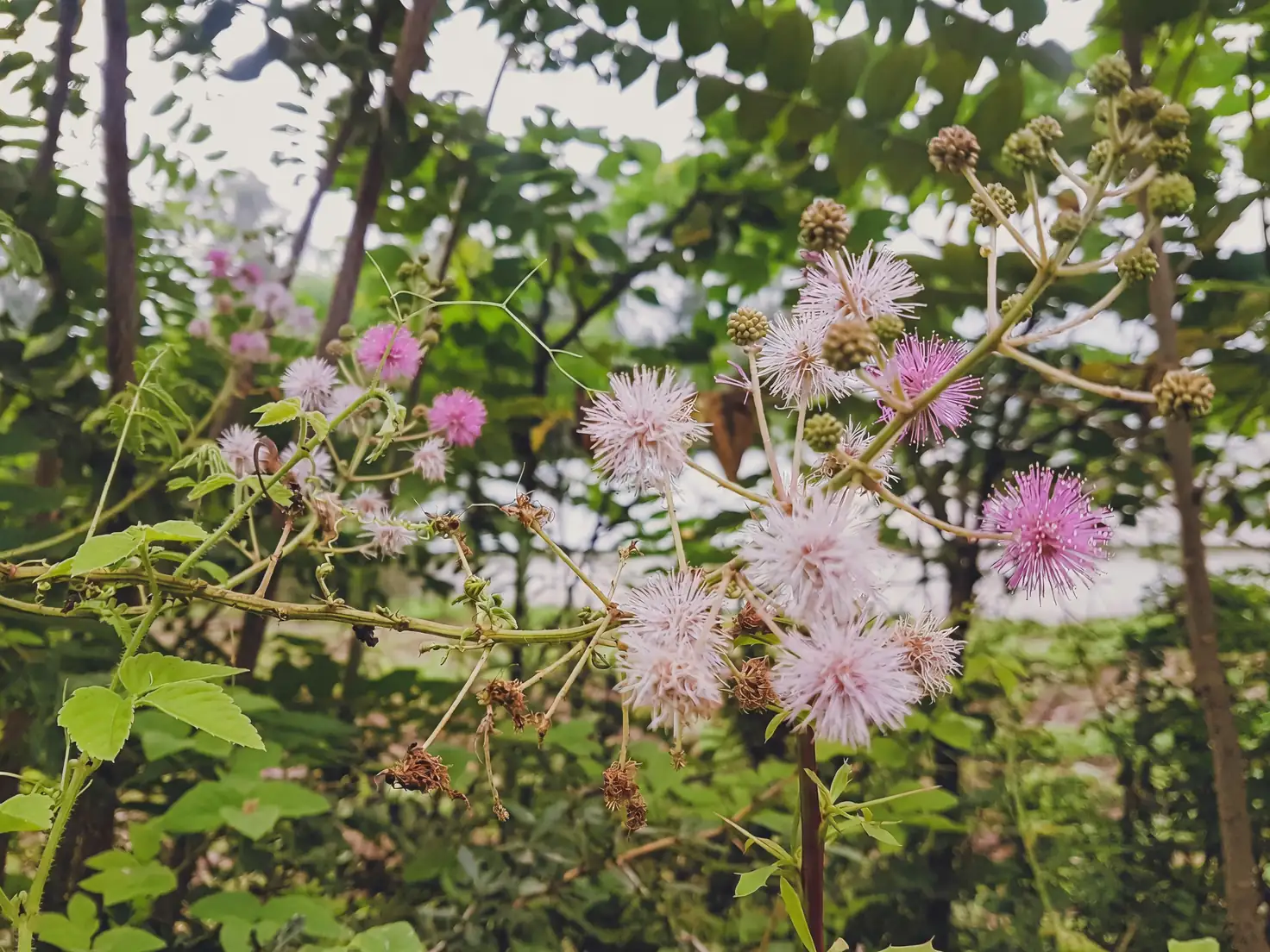 Mimosa pudica in indoor setting