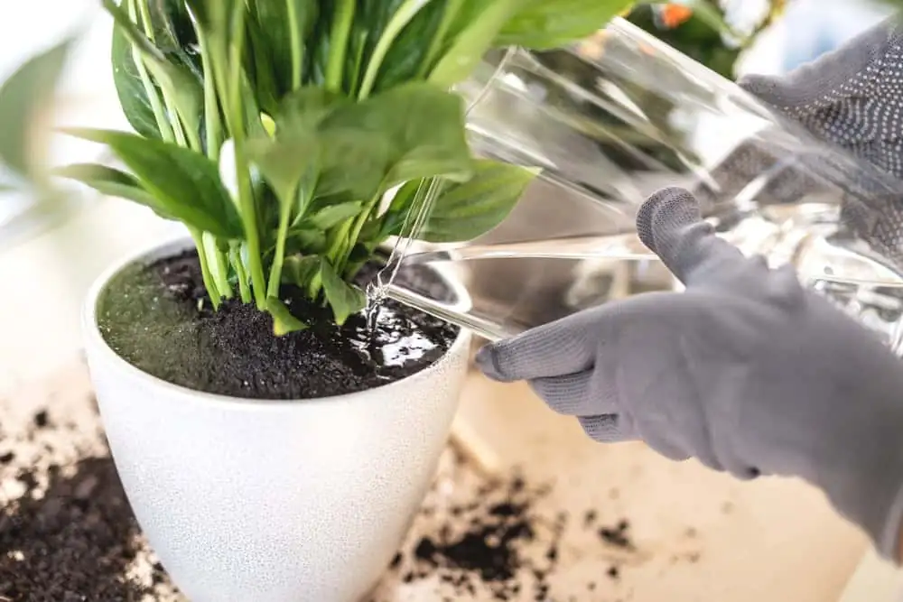 peace lily watering routine
