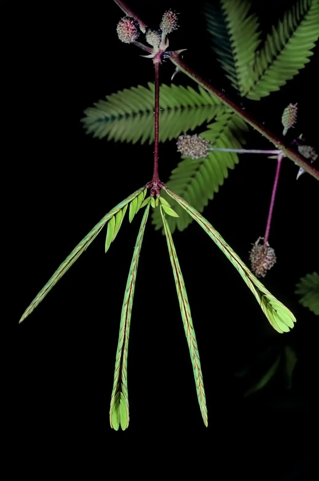 Mimosa pudica leaf folding