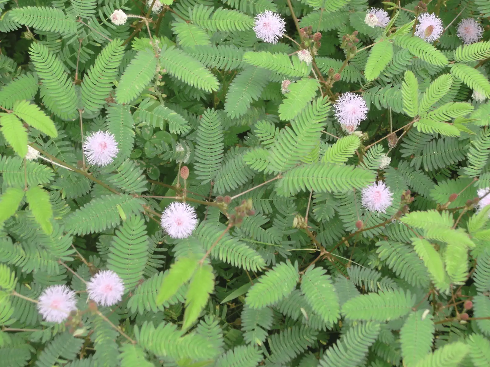 Mimosa pudica pink flowers