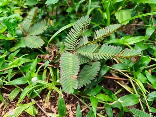 Mimosa pudica leaves folding