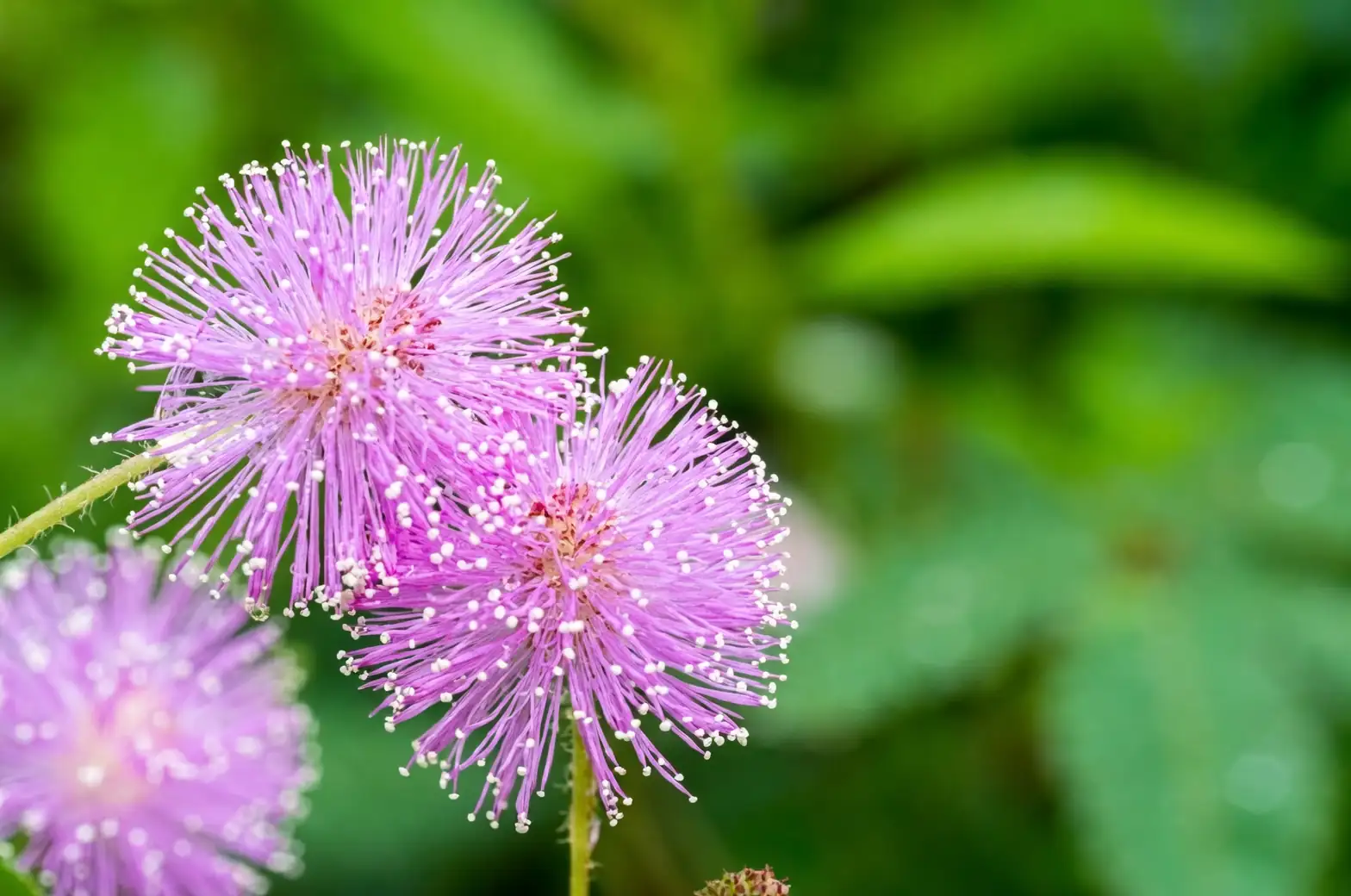 Mimosa pudica in a garden setting