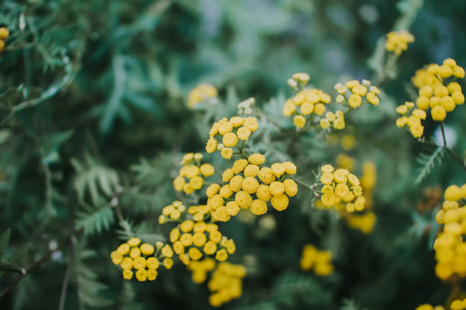 Mimosa pudica nitrogen fixation