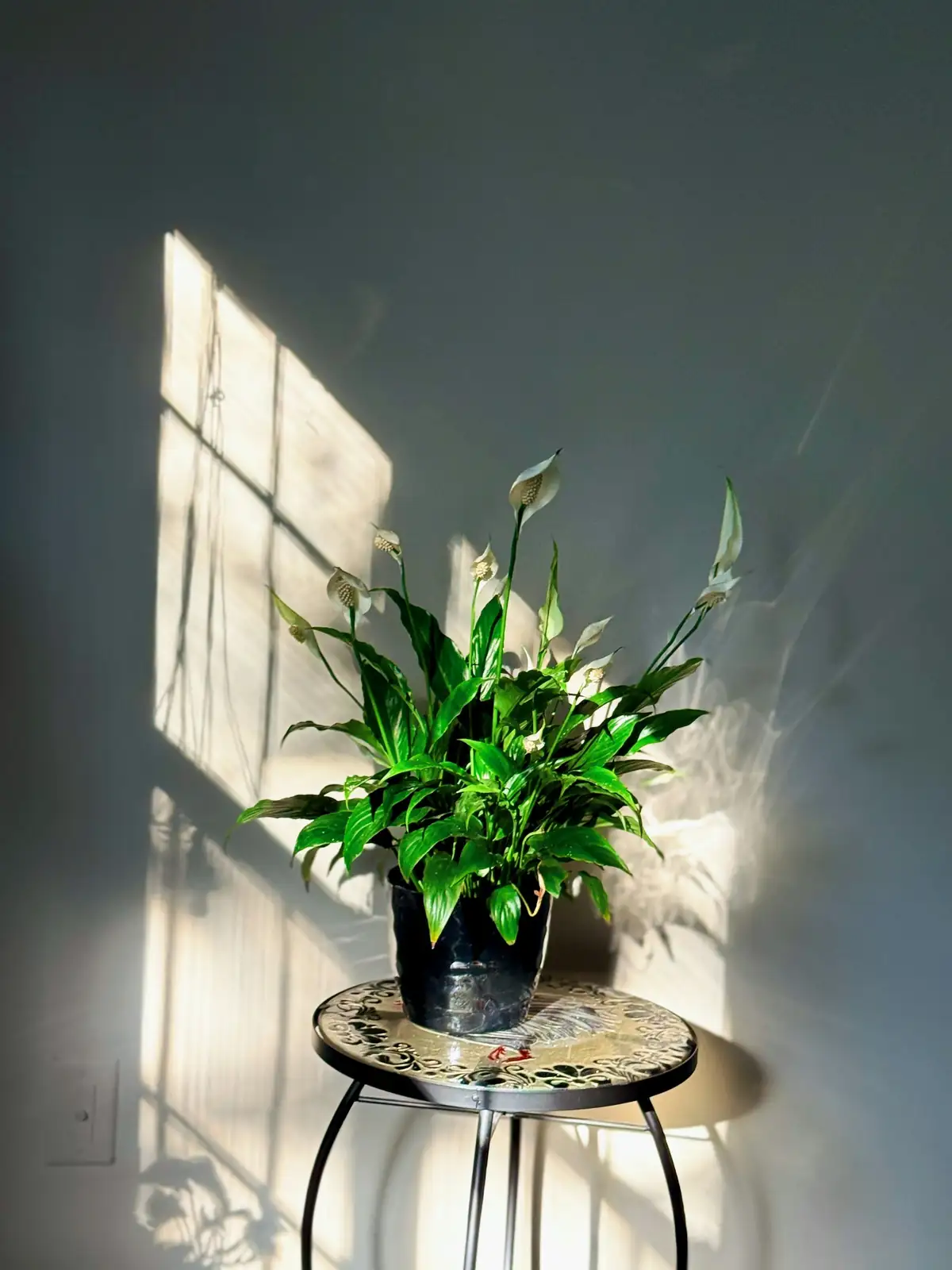 peace lily bright indirect light