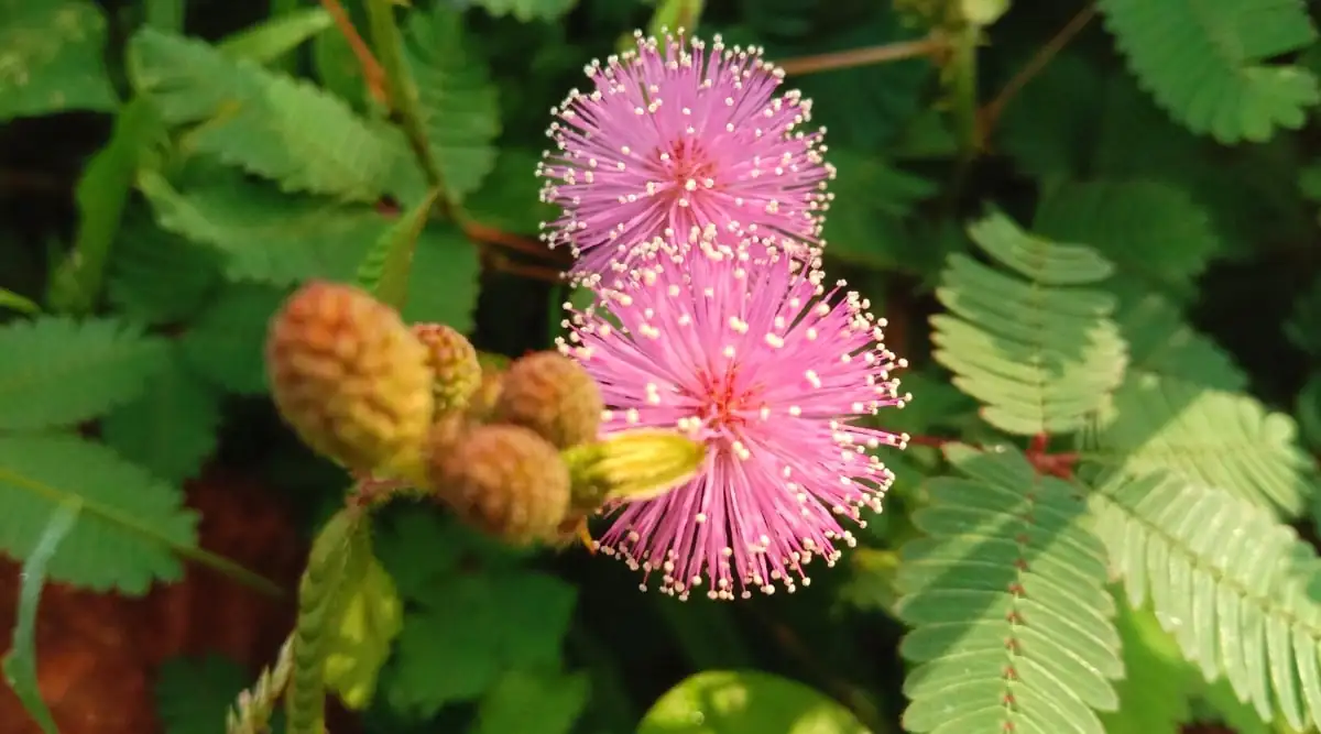 Transform Your Space: Using Mimosa pudica in Interior Design